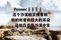   Fennec🦊  这个沙漠精灵拥有敏锐的听觉和超大的耳朵，还能在炎热沙漠中生存！