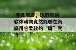  黄足海螺，这奇异的软体动物竟然能够在海底用它柔软的“脚”爬行！