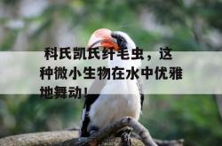  科氏凯氏纤毛虫，这种微小生物在水中优雅地舞动！