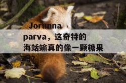   Jorunna parva，这奇特的海蛞蝓真的像一颗糖果吗？